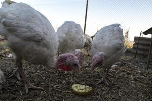 The turkeys in a hen house. The bird farm. photo