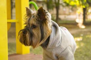 Yorkshire terrier in the park at autumn. Cute dog outdoor. photo