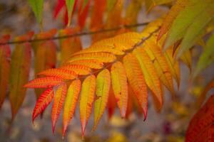 Autumn leaves background. photo