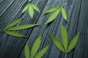 Green leaves of hemp on a dark blue wooden background. photo