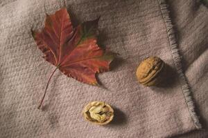 Maple leaf and walnut on a woolen scarf. The beauty of autumn. photo