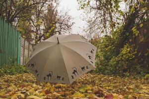 An umbrella on the autumn foliage. photo