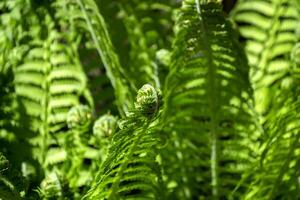 Fern growing at spring photo