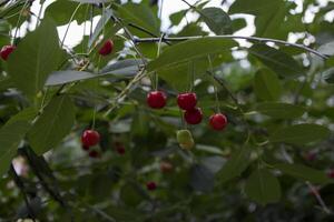 Cherry branches. Close up. photo