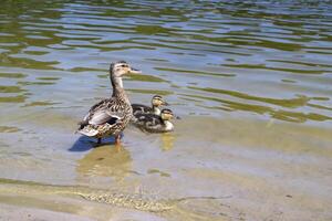 The duck with ducklings in the pond. photo