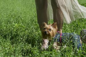 Cute yorkshire terrier on a green grass outdoor photo