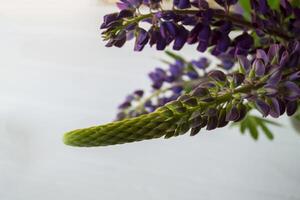 Lupine on a white background. Macro shot. photo