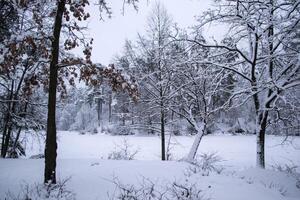 invierno bosque paisaje. el arboles en invierno. foto