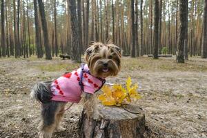 The cute yorkshire terrier walking in the forest. photo