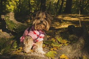 Yorkshire terrier in the park at autumn. Cute dog outdoor. photo