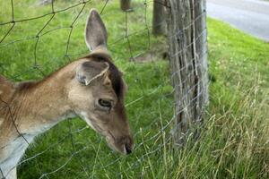 A young deer behind bars. Close up. photo