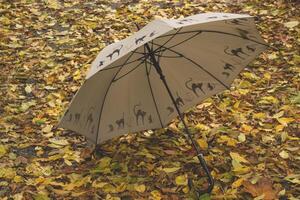 un paraguas en el otoño follaje. foto