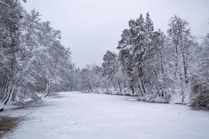 invierno bosque paisaje. el arboles en invierno. foto