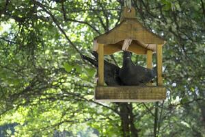 The doves in wooden birdhouse outdoor. photo