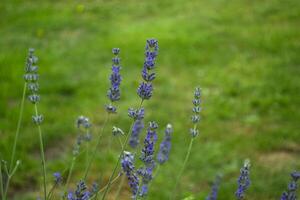 Blooming lavender in the garden. Macro shot. photo