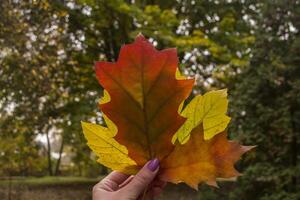 Autumn leaves in girl's hand. photo