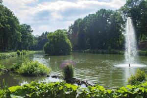 Summer park landscape. photo