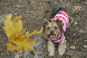 The cute yorkshire terrier walking in the forest. photo