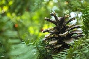 The pinecone on the tree, close up. photo