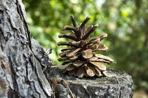 The pinecone on the stump. Macro shot. Christmas decoration. photo