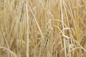 Wheat field at summer. Close up. Wheat background. photo