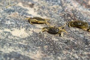 The crabs on a stone background. Macro shot. photo