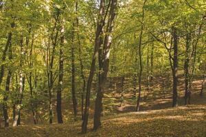 Sunny autumn landscape at autumn. photo