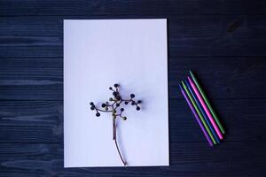 White paper, multi-color pencils and branch of wild grape. photo