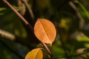 The beautiful autumn leaves on the tree. photo