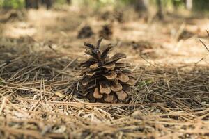 The pine cones on the dry needles, close up. Christmas wallpaper. photo