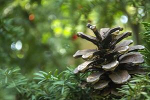 The pinecone on the tree, close up. photo