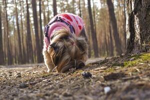 The cute yorkshire terrier walking in the forest. photo