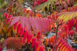 Red leaves pattern. Red natural texture. photo