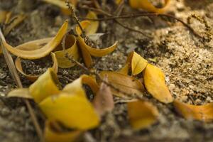 The dry leaves, close up. photo