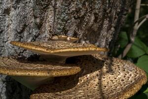 The poisonous mushrooms on trunk of tree. photo