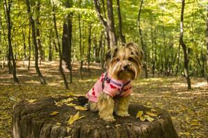 Yorkshire terrier in the park at autumn. Cute dog outdoor. photo