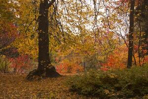 Autumn landscape in the park. photo