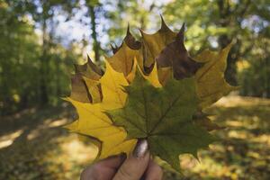 mujer participación el vistoso otoño hojas. un ramo de flores de caído hojas. otoño vibras. foto