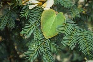 Green fir tree branch. photo