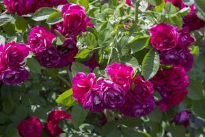 The bushes of pink roses. Close up. photo