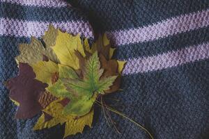 Autumn leaves on the woolen sweater. photo