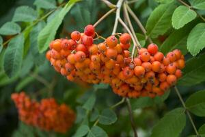 The clusters of berry on a rowan tree. Close up. photo