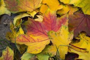 Beautiful autumn leaves of maple, close up. photo