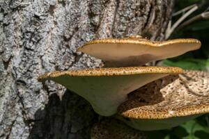 The poisonous mushrooms on trunk of tree. photo