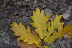 The yellow leaves of an oak tree. Fallen leaves. Oak leaves on the ground. photo