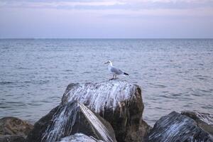 Seagulls on the big stones in the sea. Beautiful seascape. photo