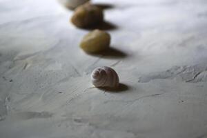 Sea stones and shell, close up. photo