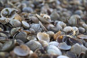 el conchas marinas en el arena de el costa. cerca arriba. foto