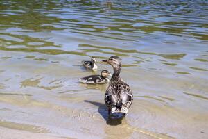 The duck with ducklings in the pond. photo