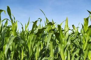Corn field in farmland. Close up. photo